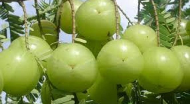 चिसो मौसममा अमला खानुका ७ फाइदा